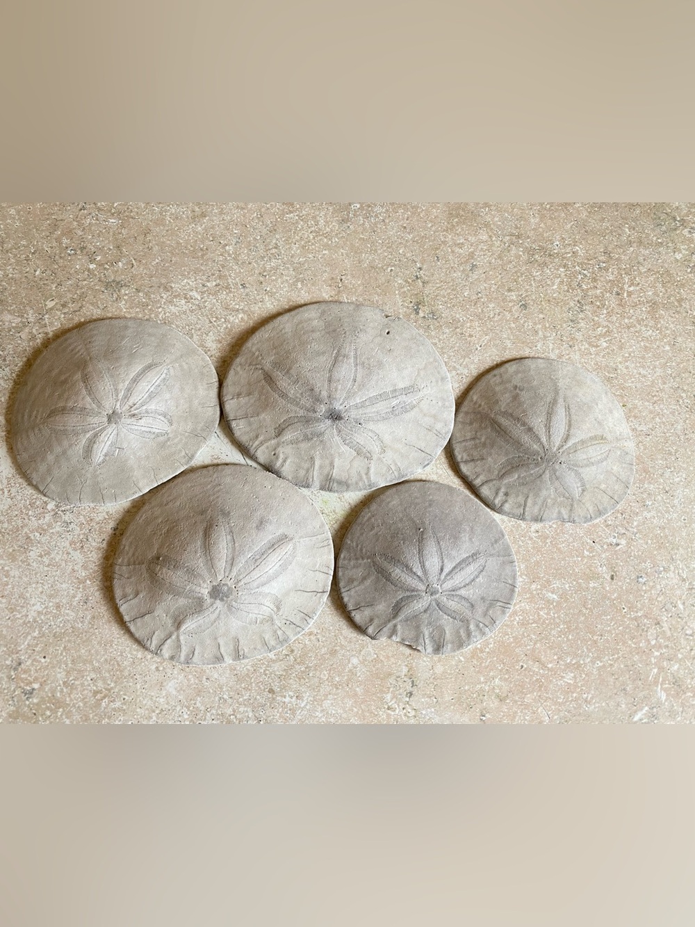 Set of 5, PNW Sand dollars